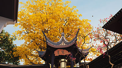 南京案例